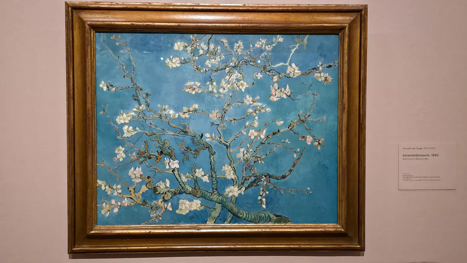 Almond Blossom, 1890, by Vincent van Gogh, white blossom on branches against a blue sky, in a gilt frame at the Van Gogh Museum, Amsterdam