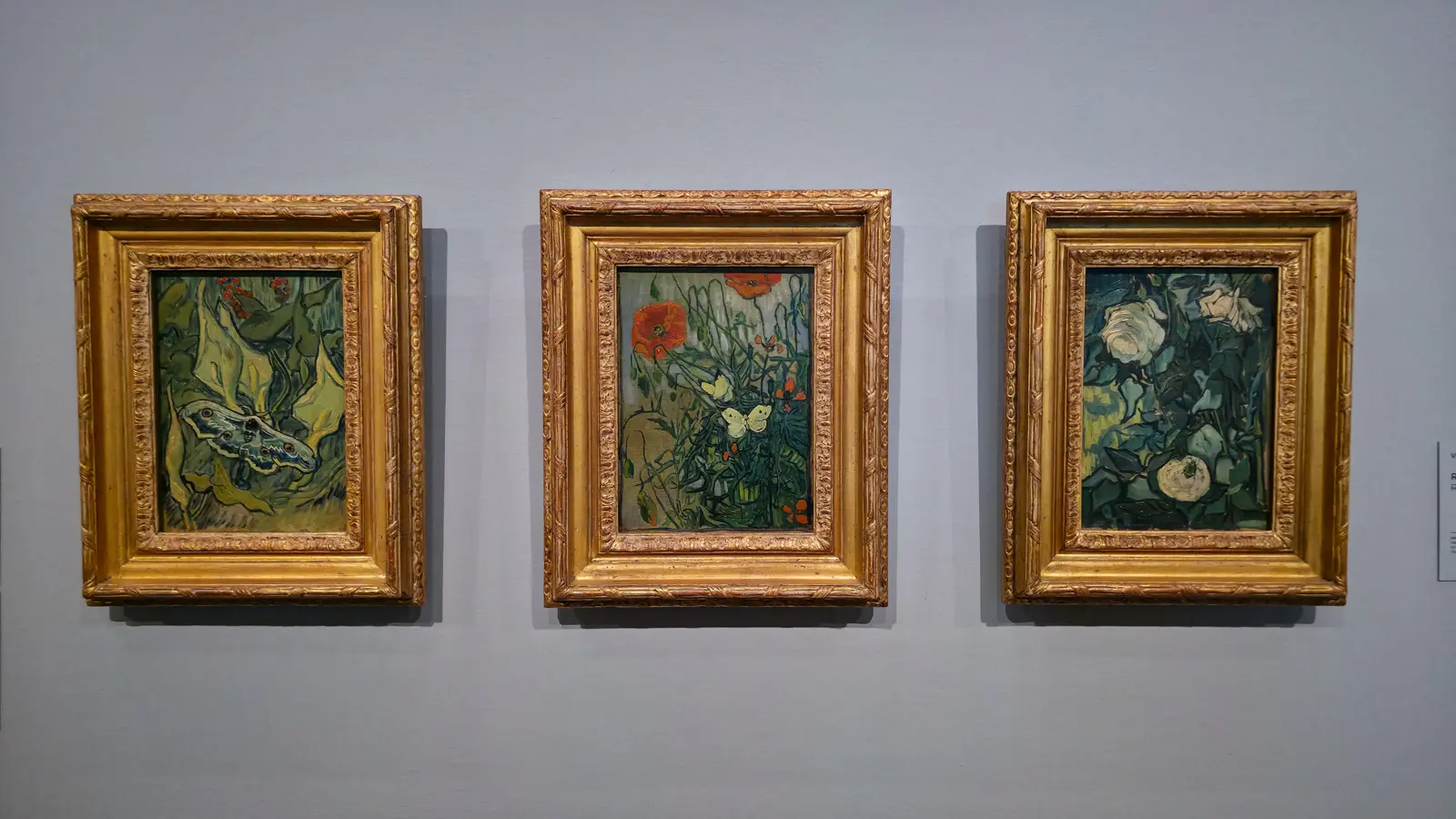 Three small Van Gogh paintings from Saint-Remy at the Van Gogh Museum: Giant Peacock Moth, Butterflies and Poppies, and Roses, in gold frames