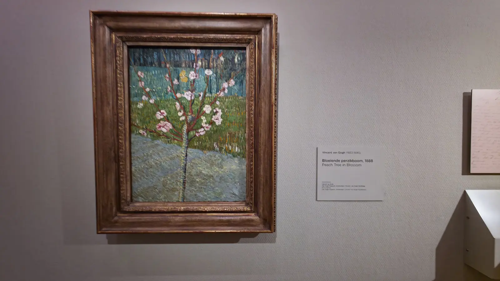 Van Gogh's Peach Tree in Blossom (1888), a young tree with pink flowers on red branches, in a dark wooden frame at the Van Gogh Museum