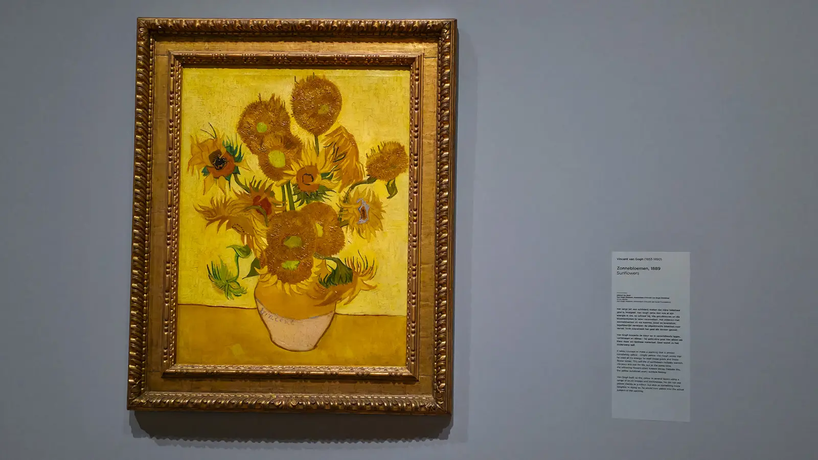 Van Gogh's Sunflowers alone on a grey wall at the start of the Yellow exhibition, with the museum label beside it, Van Gogh Museum
