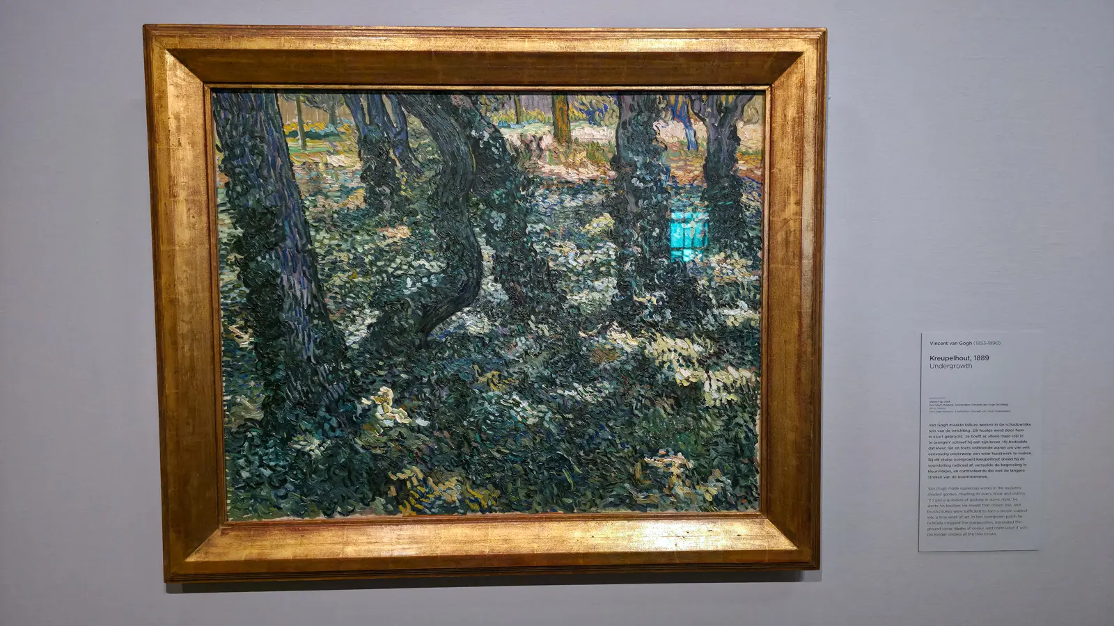 Van Gogh's Undergrowth (1889), dark ivy-covered tree trunks and dappled ground cover in the asylum garden at Saint-Remy, at the Van Gogh Museum