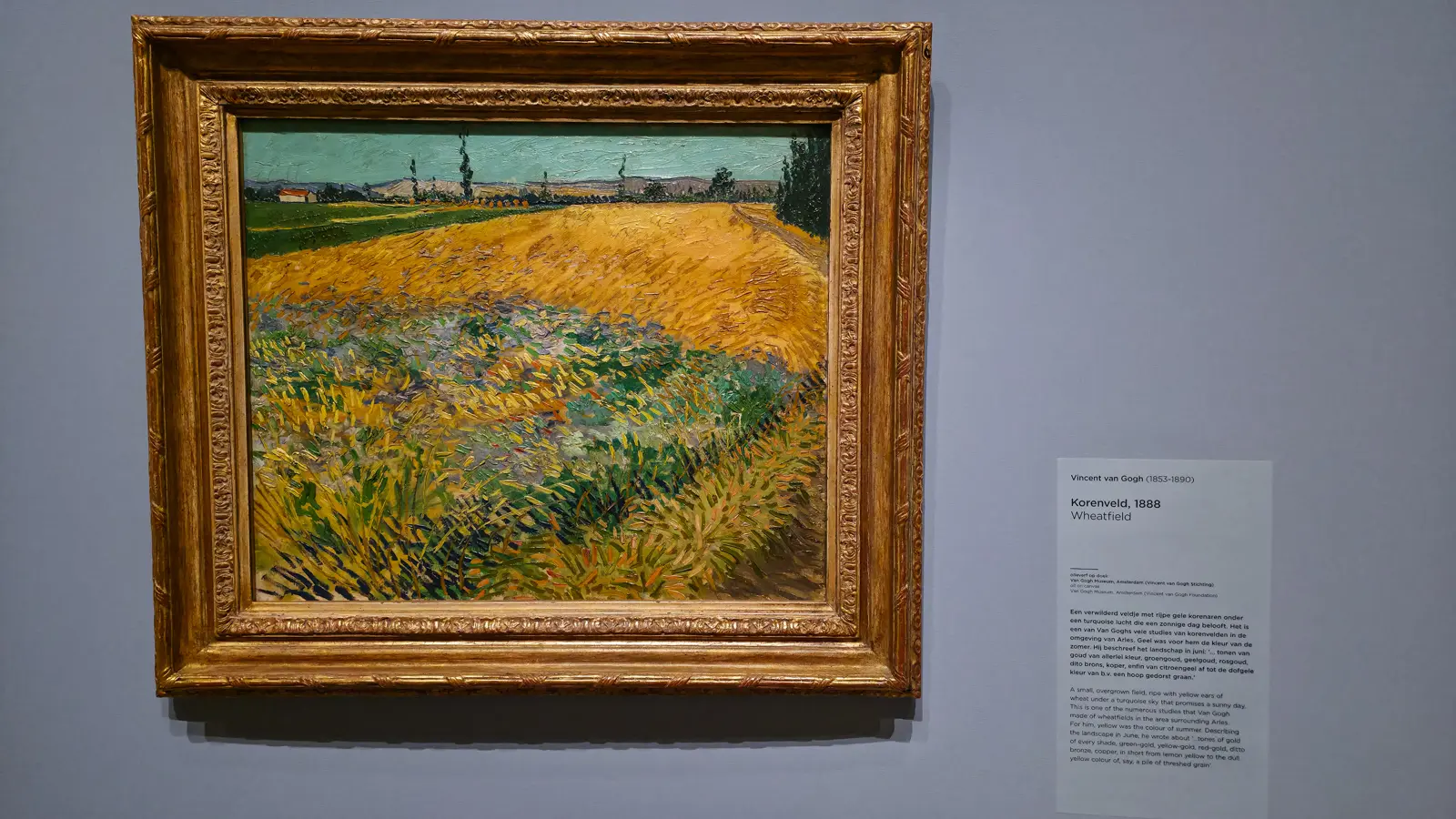 Van Gogh's Wheatfield (1888), ripe yellow wheat under a turquoise sky near Arles with a red-roofed farmhouse on the horizon, at the Van Gogh Museum