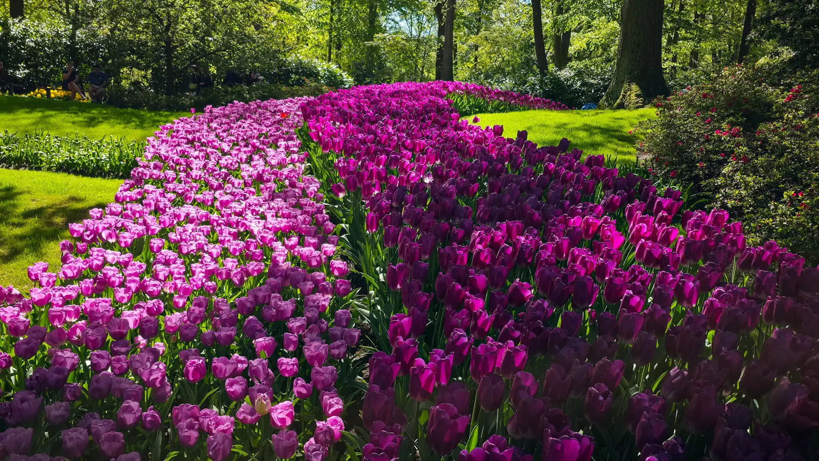 A long curving bed of pink, purple and magenta tulips at Keukenhof under tall trees in spring sunshine