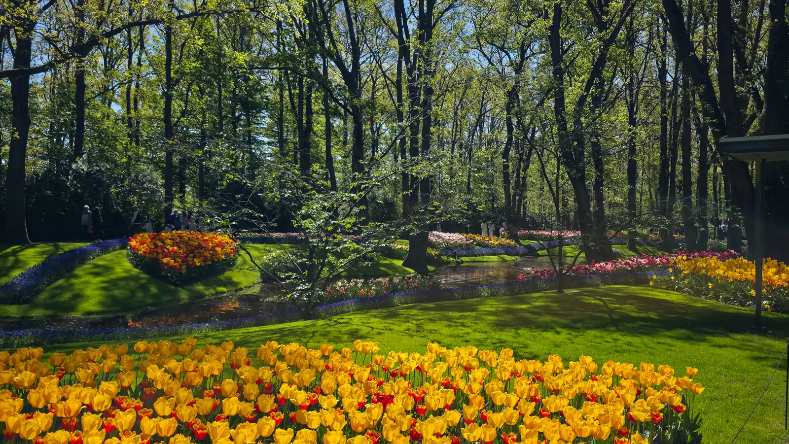 Beds of yellow and red tulips at Keukenhof in Lisse, with grape hyacinths and a stream running between tall trees