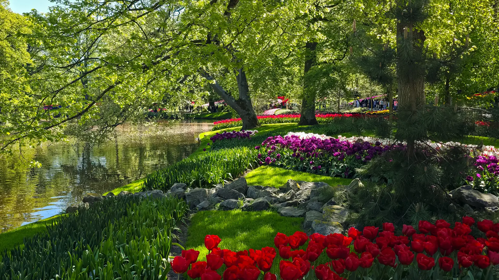 Red, purple and white tulips beside a pond at Keukenhof, with rocks, lawn and trees reflected in the water