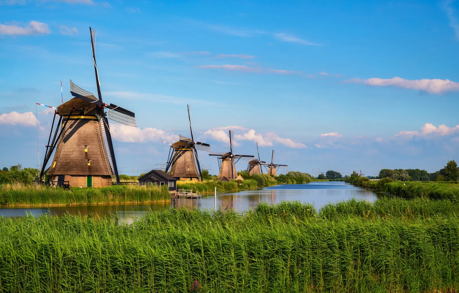 A row of five thatched windmills along a waterway at Kinderdijk, with reeds in the foreground and a blue sky