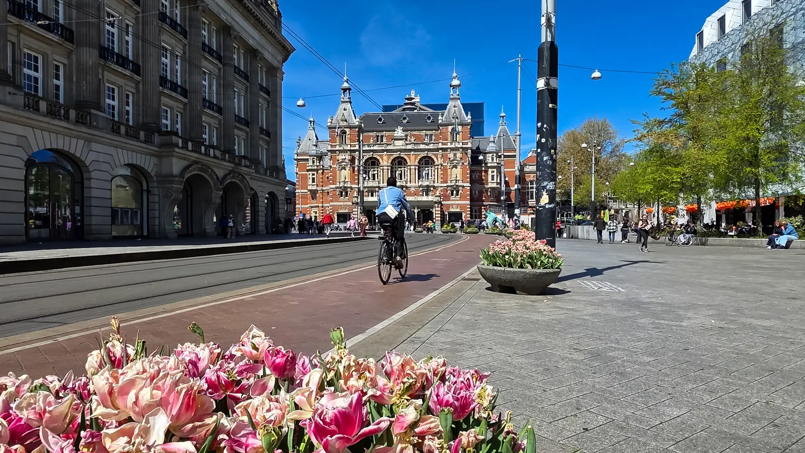 Pink double tulips past their peak in a planter on Leidseplein, Amsterdam, with a cyclist and the Stadsschouwburg behind