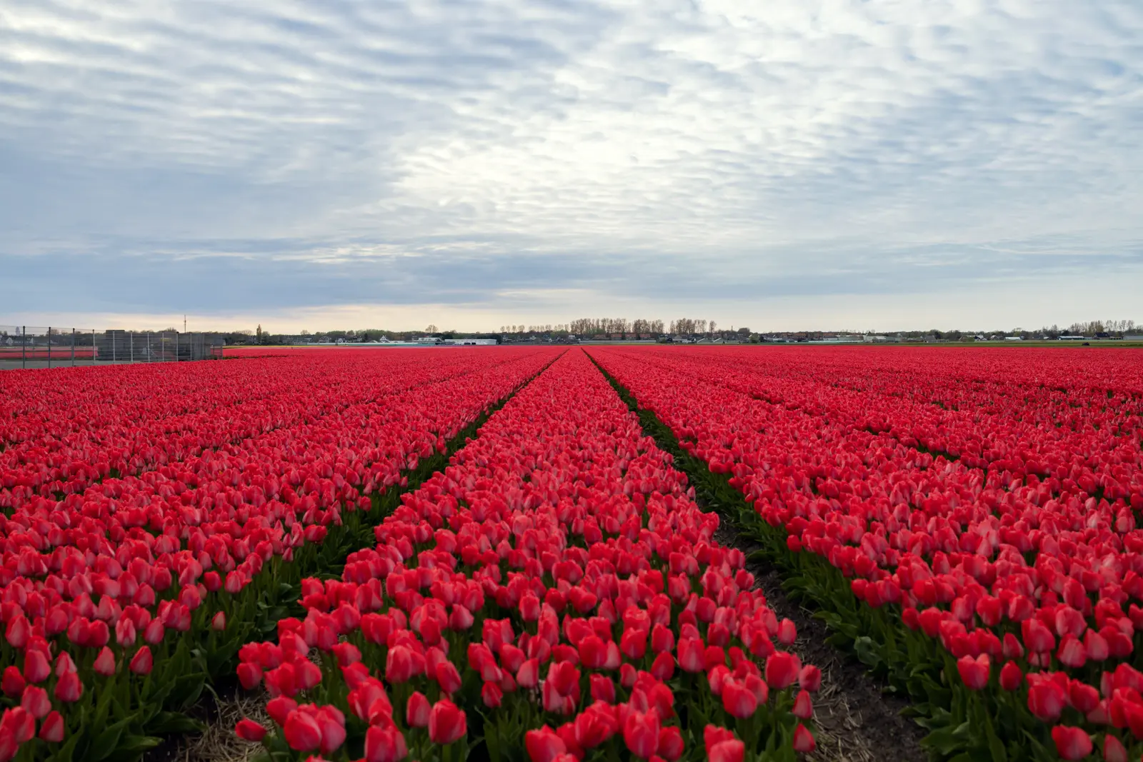 A field of red tulips in long rows near Lisse, stretching to a line of trees and houses under a cloudy sky