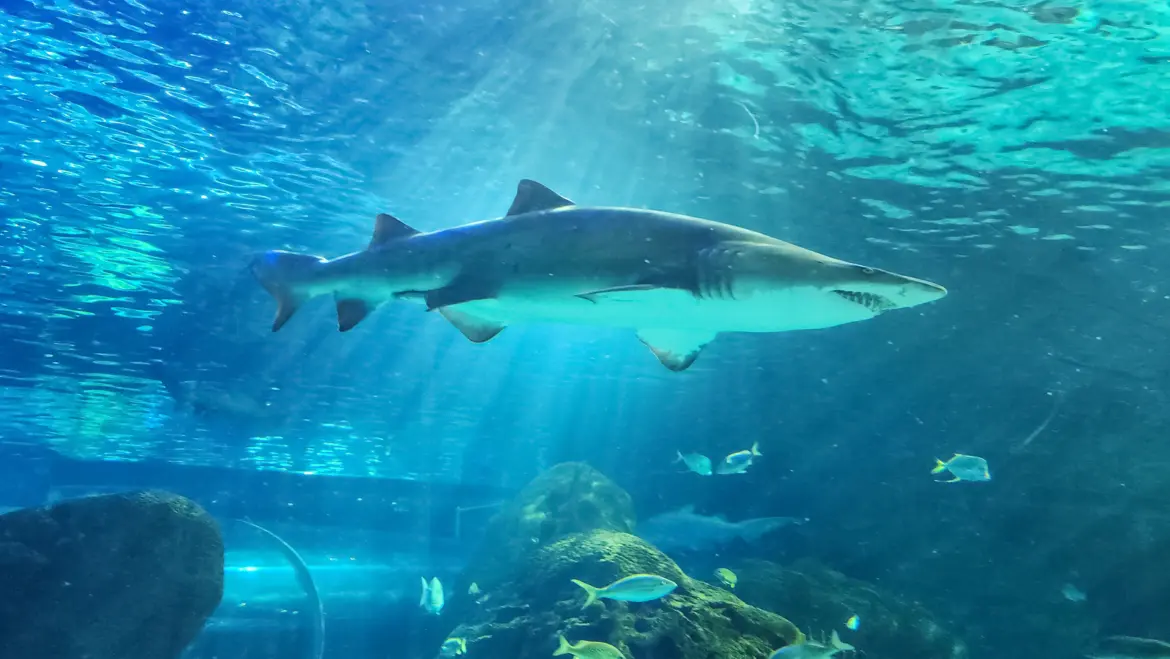 Sand tiger shark swimming overhead with light rippling through the water, Dangerous Lagoon, Ripley's Aquarium of Canada, Toronto
