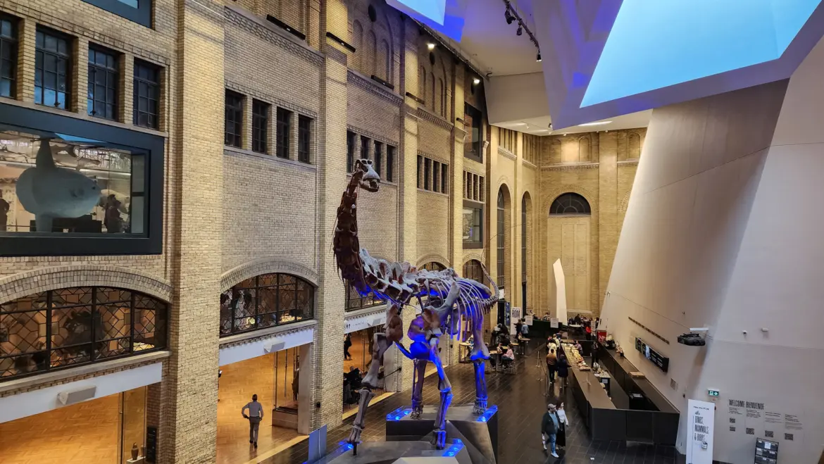 Futalognkosaurus skeleton cast rising over Chen Court at the Royal Ontario Museum, Toronto, with heritage brick walls behind