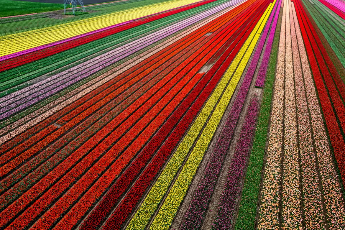 Aerial view of tulip fields near Lisse in long stripes of red, yellow, pink and orange, with a power pylon at the top