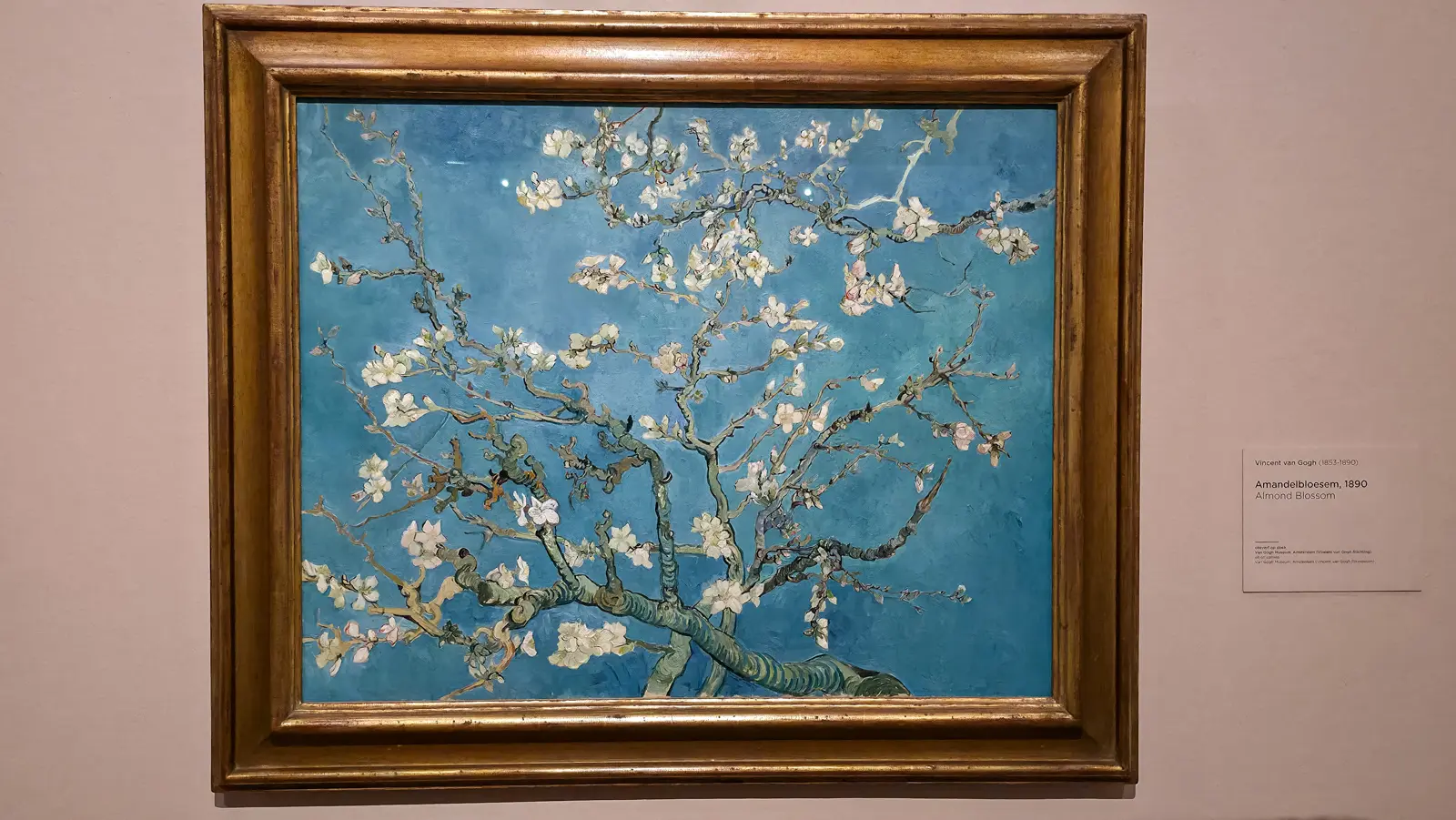 Van Gogh's Almond Blossom at the Van Gogh Museum, white blossom on twisting branches against a turquoise sky, Amsterdam