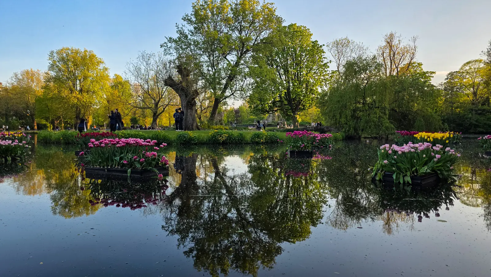 Tulips in floating planters on a still pond in Vondelpark, Amsterdam, with trees reflected in the water