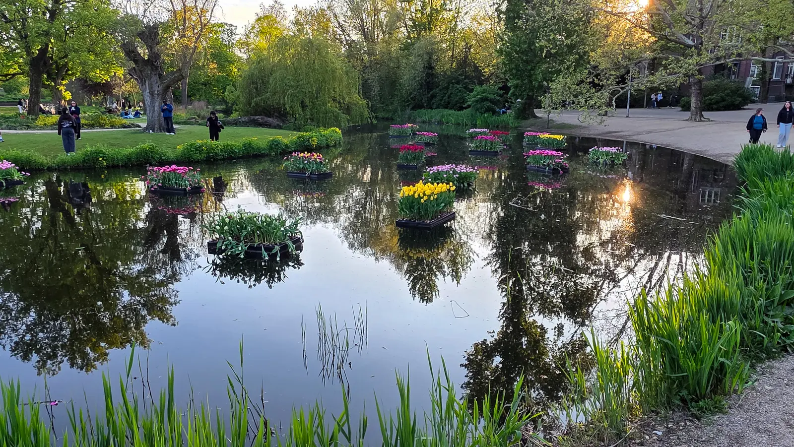 Floating crates of pink, yellow and white tulips on a pond in the Vondelpark at dusk, with people on the grass in the last of the sun, Amsterdam
