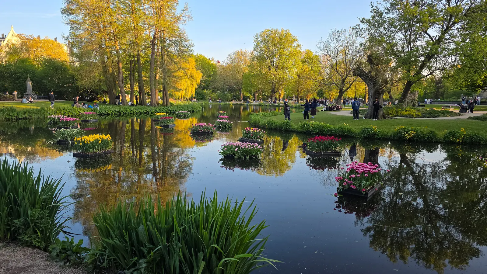 Floating beds of yellow, pink, red and white tulips on the pond in Vondelpark, Amsterdam, in early evening light