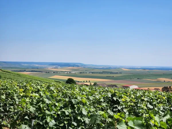 Bubbly Living photo 4