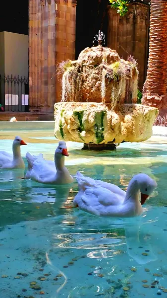 A Gothic Cathedral… and Geese?