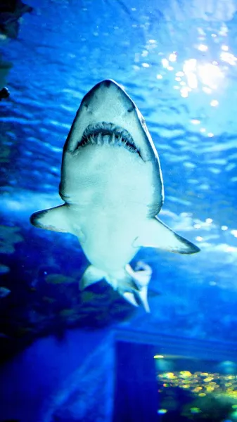 Walking through the shark tunnel at L'Aquarium de Barcelona felt like stepping into a movie scene