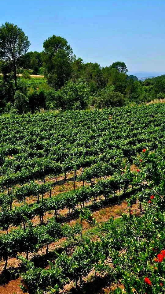 A Catalan Wine Escape: Abadal Winery