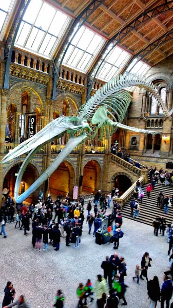 Standing beneath Hope inside London's Natural History Museum is one of those travel moments that quietly takes your breath...